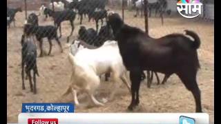 Kolhapur based Sunil Desai ssuccess story of goat farming