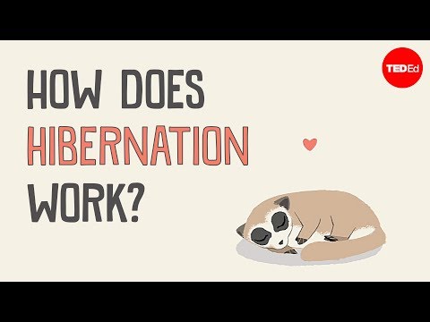 How does hibernation work? - Sheena Faherty