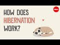 How Does Hibernation Work Sheena Lee Faherty 