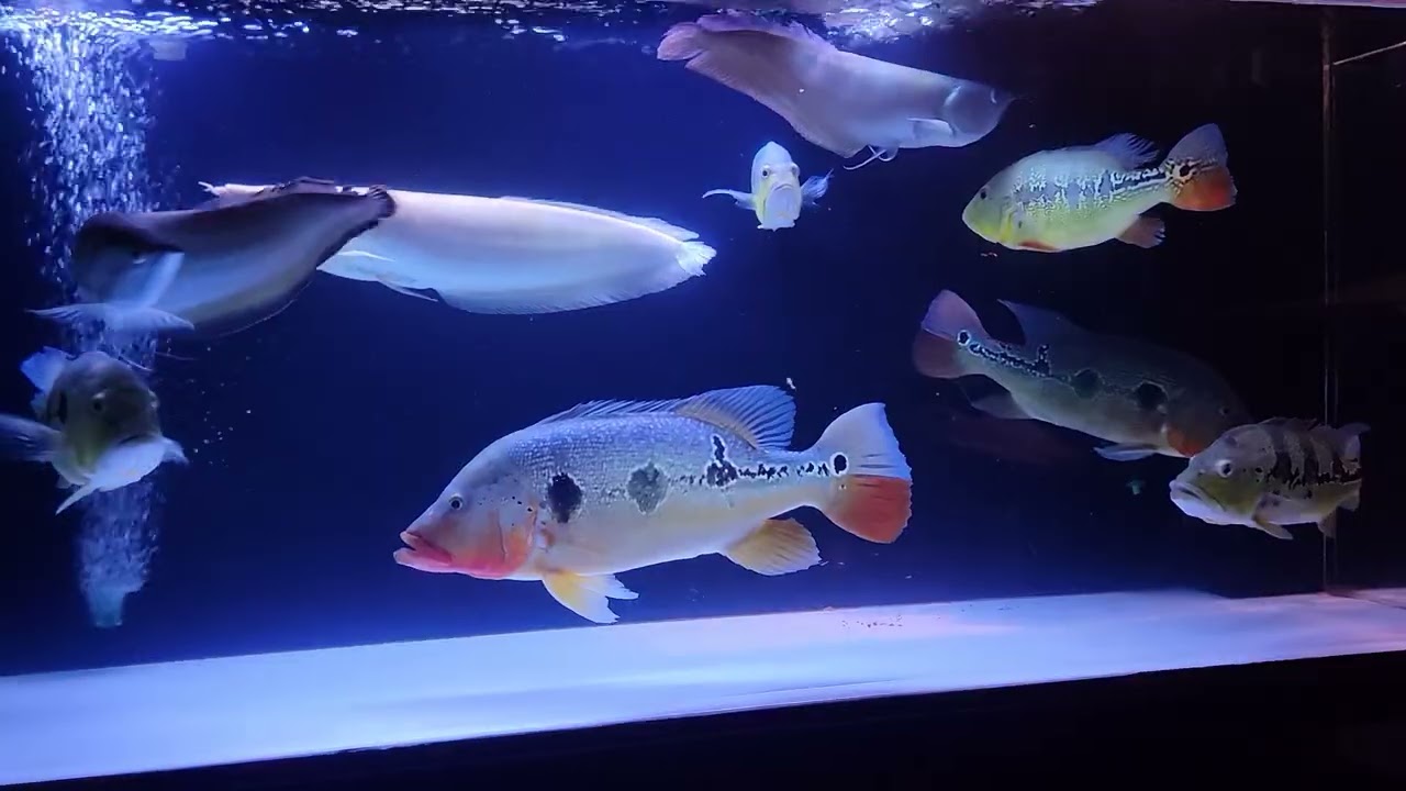 Monster peacock bass and arowans 