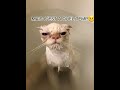 Après il a pas tort🤭 #chat #drôle