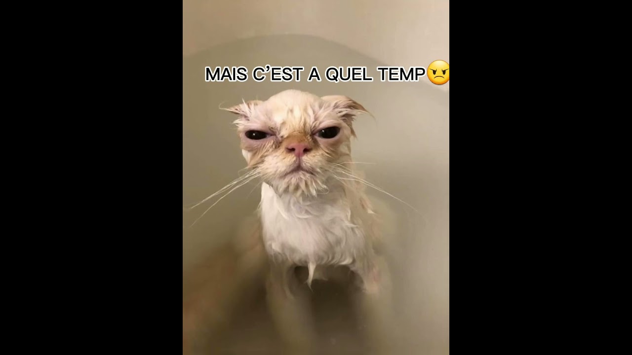 Après il a pas tort🤭 #chat #drôle