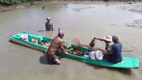 Thuốc cá trong vuông tôm đầy xuồng luôn, toàn cá khủng |4K| Người Đất Mũi - Tập 33