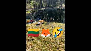 This fox has stolen the fisherman's bread 🤣🦊🇱🇹 #lithuaniaviral #lithuania #viral #lietuva #fox #cute