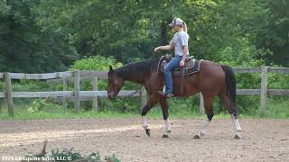 'Mats Lil Sugar' Western Riding  FOR SALE