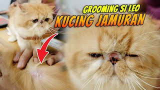 GROOMING KUCING LUCU  YANG JAMURAN PARAH MEMBANDEL