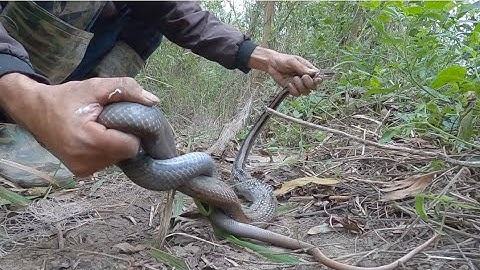 ngày đầu tháng đi thăm lưới rắn vô mánh.