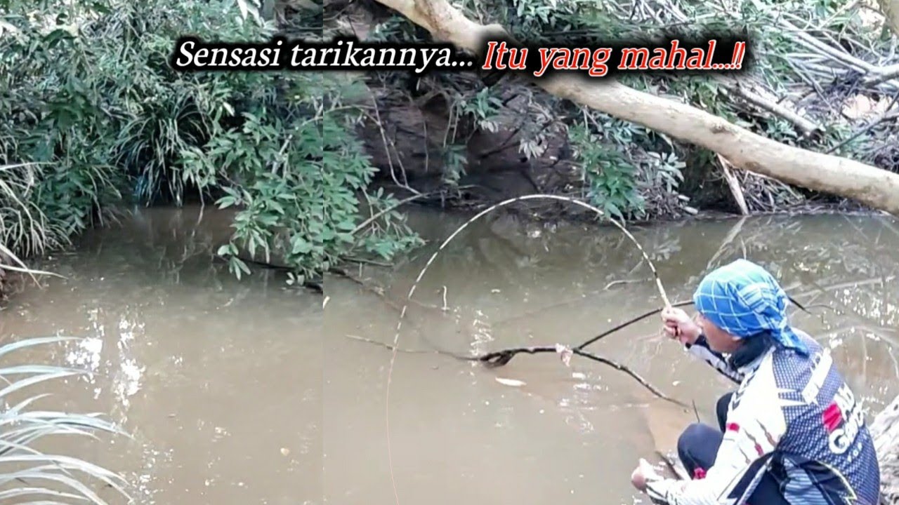 Mancing wader pakai joran micro fishing super lentur