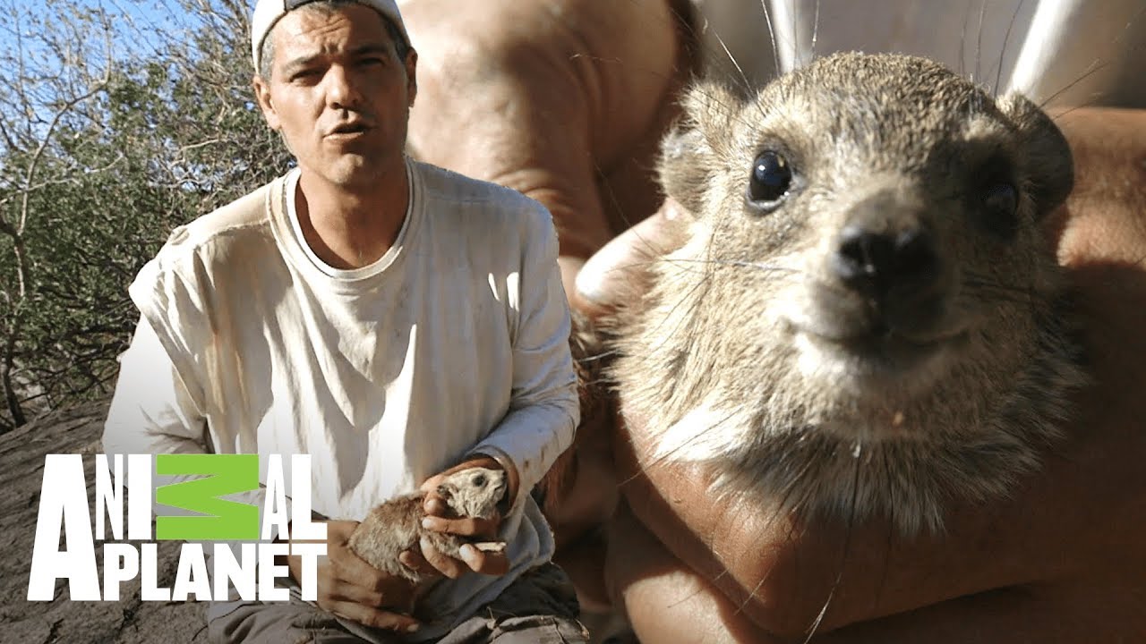 camera iphone 8 plus apk Damán de las rocas tiene 