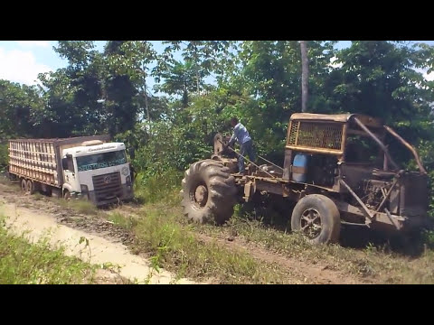 Capeta puxando caminhão boiadeiro.  Tomé Açu PA.