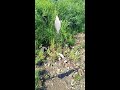 Пришёл с работы после суток и решил опять посетить р. Вологду, проведать своих лещиков.