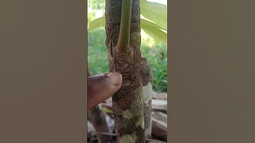 esse clone de cacau ficou mas de um ano para brotar