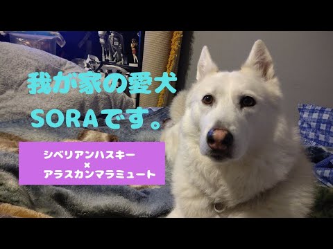 我が家の愛犬Sora【シベリアンハスキー×アラスカンマラミュート】