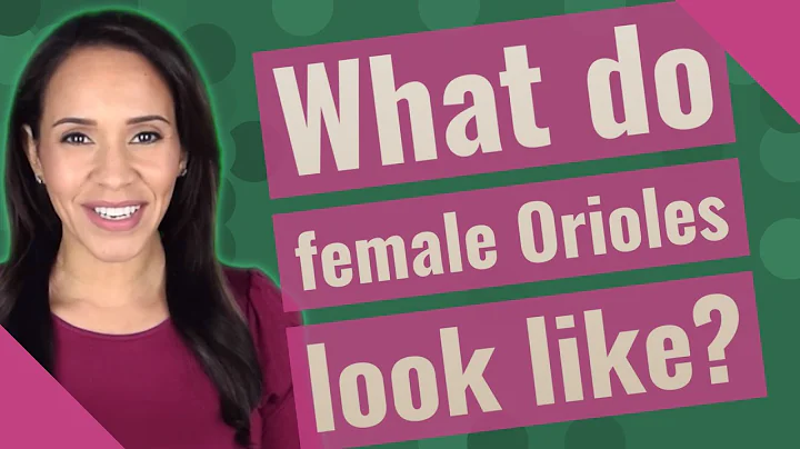 What do female Orioles look like? (2023)