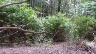 Bird Calls of Vashon Island