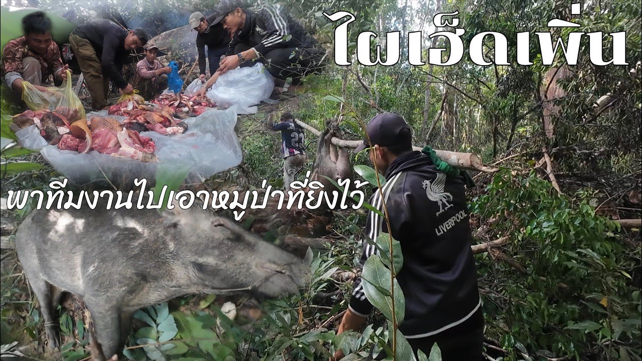 พาทีมงานไปเอาหมูป่าที่ยิงไว้10 ตุลาคม ค.ศ. 2025