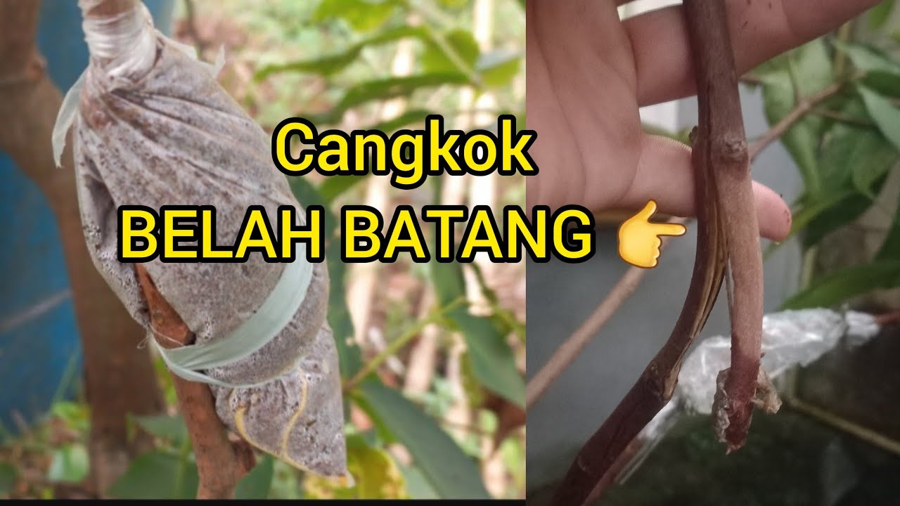 CARA MENCANGKOK BELAH BATANG,anti gagal 👍