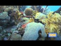 APPETITE FOR EXTINCTION lionfish bermuda