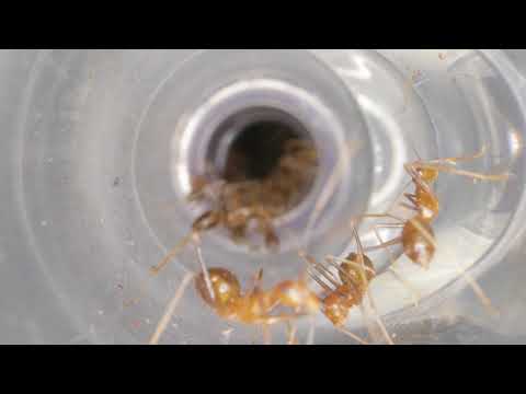 HIDDEN VIDEO: Golden Empire Moving In to the Ant Tower (Micro-Cam Footage) - HIDDEN VIDEO: Golden Empire Moving In to the Ant Tower (Micro-Cam Footage)