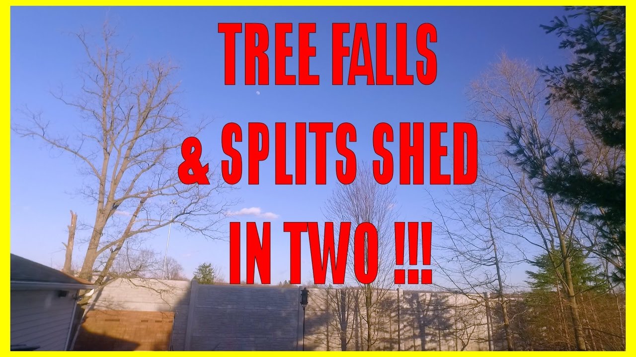 windstorm insurance texas Backyard Tree Falls & Splits Shed in Two !!!!