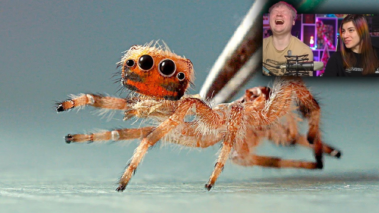 ПАУК СКАКУН ПРОТИВ ДИКОГО ПАУКА | РЕАКЦИЯ на SlivkiShow