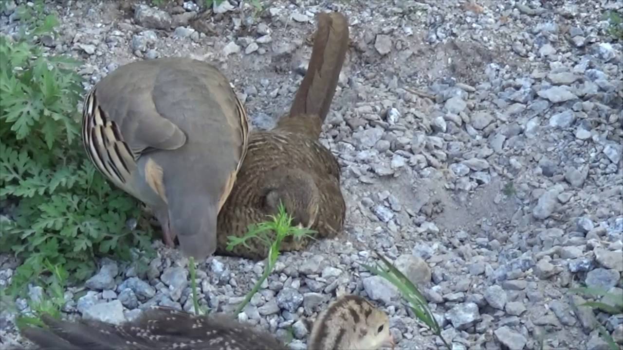 Dust Baths for Our Feathered Farm Critters