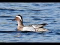 Garganey (Anas querquedula) Σαρσέλα, Μασουρατζής - Cyprus