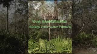 Tree Id:  Cabbage Palm vs Saw Palmetto