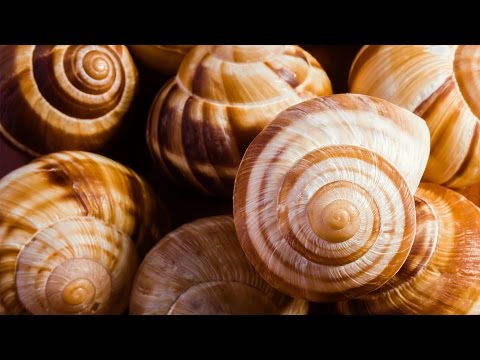 An Ancient Time Rich in Culture Instructional Video