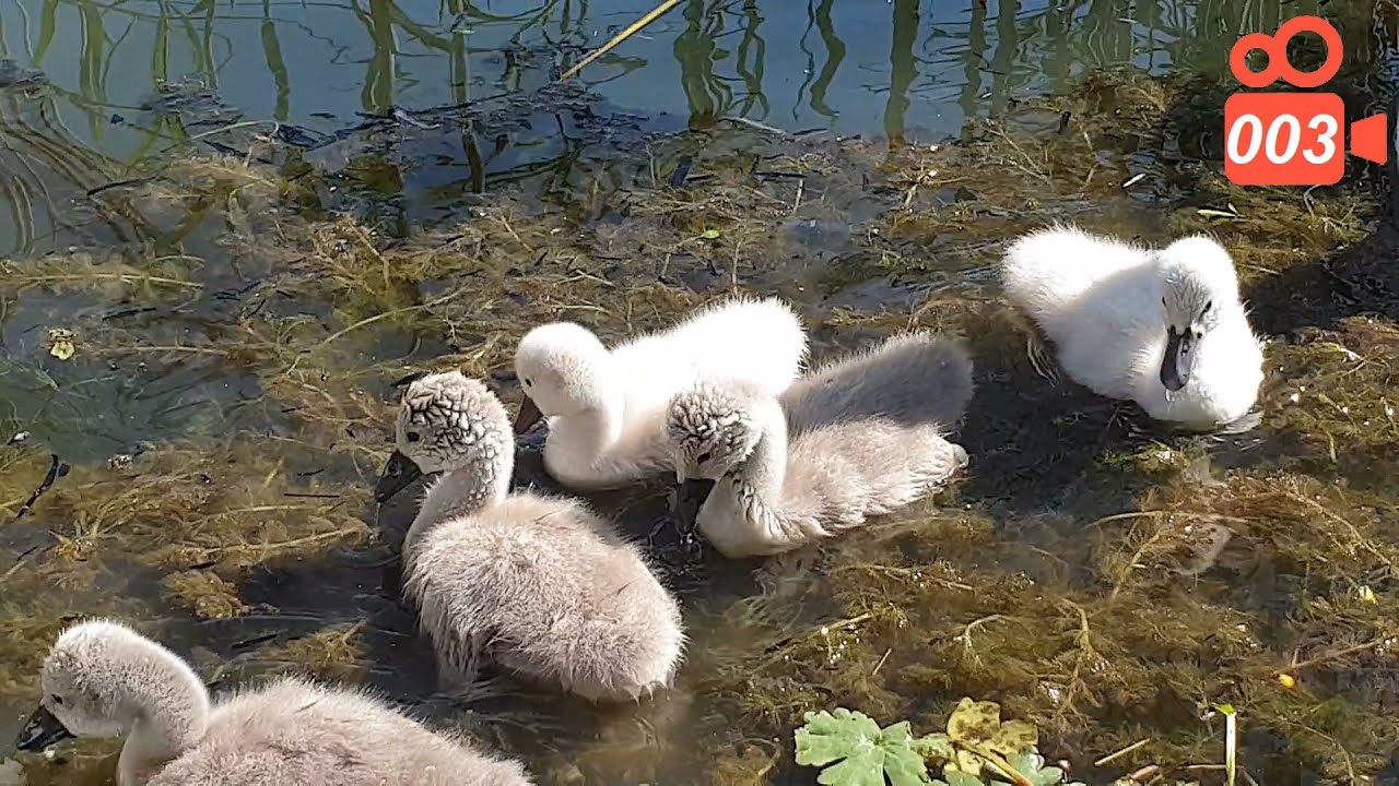 First feeding a baby swan - Hissing Swan Family video 003