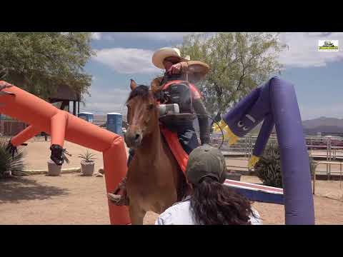 Arizona Outlaw's Simba M R  Missouri Foxtrotter Gelding 5 Years Old - Perfect Trail Horse