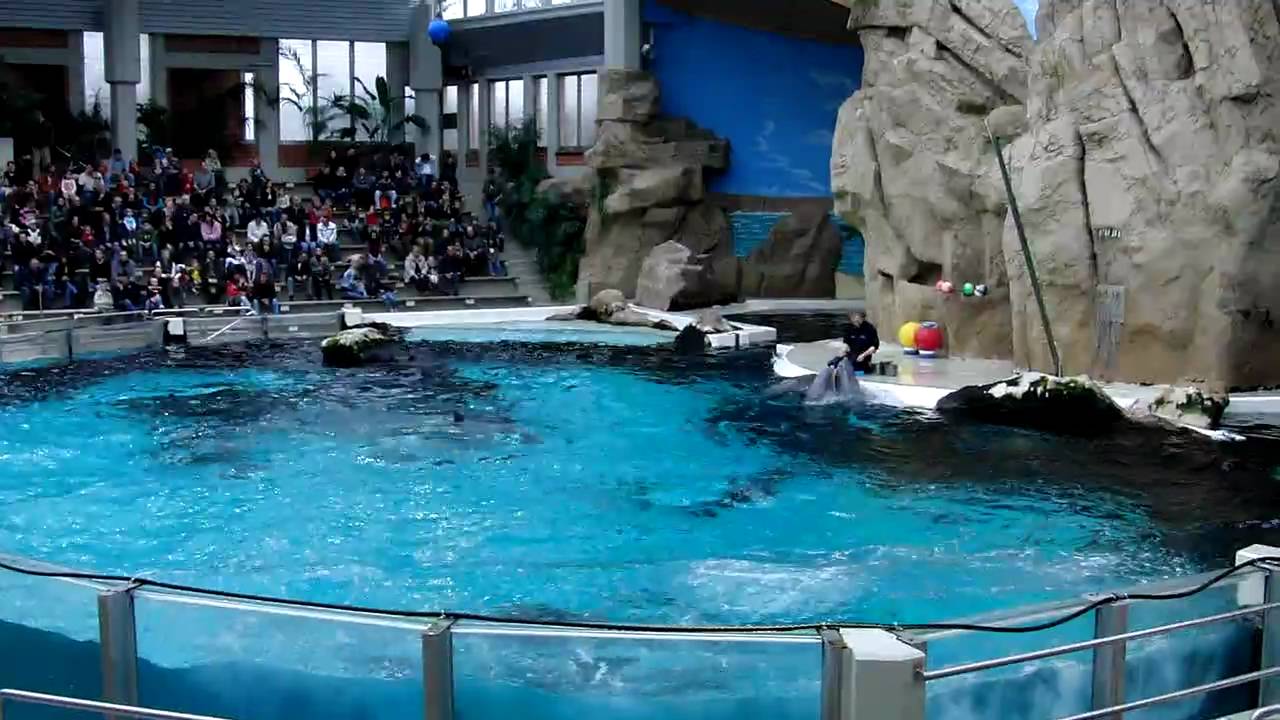 Delphinarium Zoo Duisburg 14 - YouTube