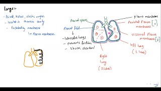 Breathing and Exchange of Gases L-1 : Human Respiratory System || NEET || Sunil Kumar