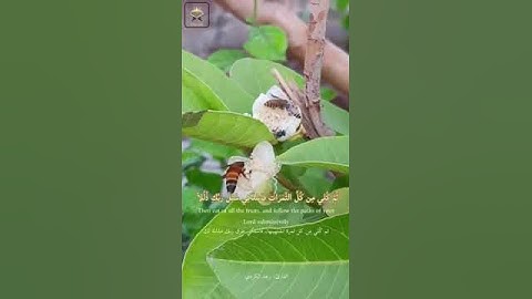 وأوحى ربك إلى النحل القارئ رعد الكردي