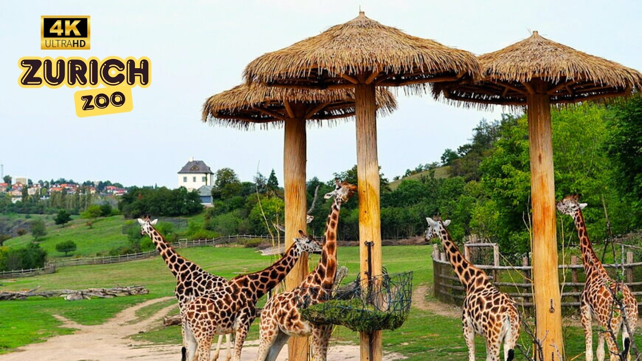 حديقة حيوان زيورخ سويسرا - أجمل حديقة حيوان في أوروبا. جولة سيراً على الأقدام 4K