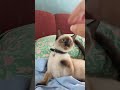 Playing with little Iris