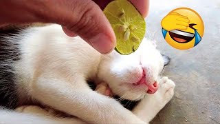Hài Chó Mèo - Những Khoảnh Khắc Hài Hước Sẽ Khiến Bạn Cười Cả Ngày