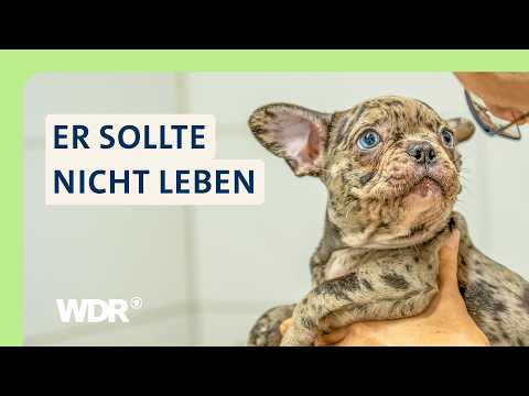 Welpe Pelle: Sein Leben beginnt mit dramatischem Notfall | S05/E04 | Hallo Tierheim! | WDR