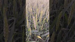 BASF talinisu 16-06-2026