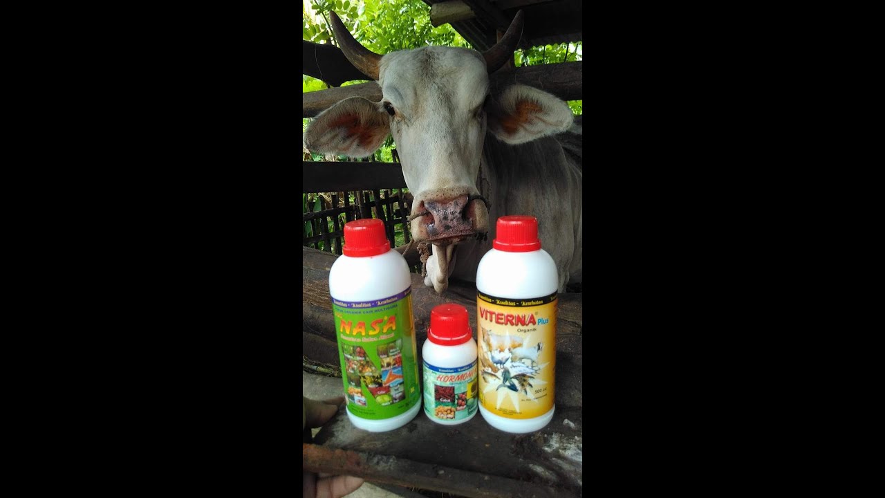 Cara ternak sapi cepat gemuk 