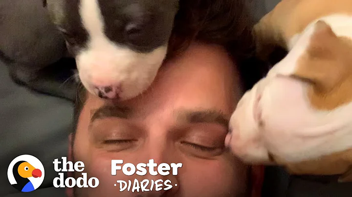 Hikers Find A Mama Dog Giving Birth | The Dodo Fos...