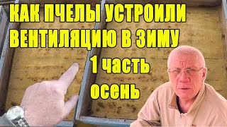 Утепление и вентиляция ульев на зиму. Как пчелы устраивают вентиляцию в улье 1-я часть.