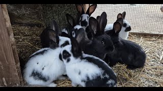 видео: ВИТАМИНЫ ДЛЯ КРОЛИКОВ🐇РАЗВЕДЕНИЕ КРОЛИКОВ🐇🐰🐰🐇🐰 картинка: ВИТАМИНЫ ДЛЯ КРОЛИКОВ🐇РАЗВЕДЕНИЕ КРОЛИКОВ🐇🐰🐰🐇🐰