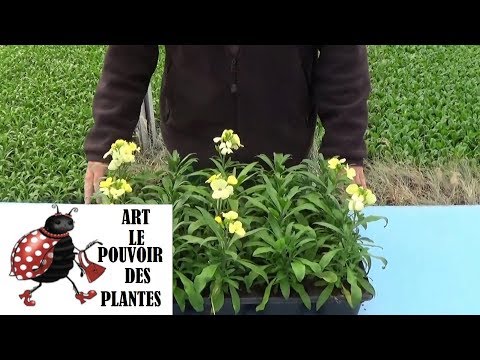 Vidéo: Plantes de giroflées : conseils pour faire pousser des giroflées dans le jardin