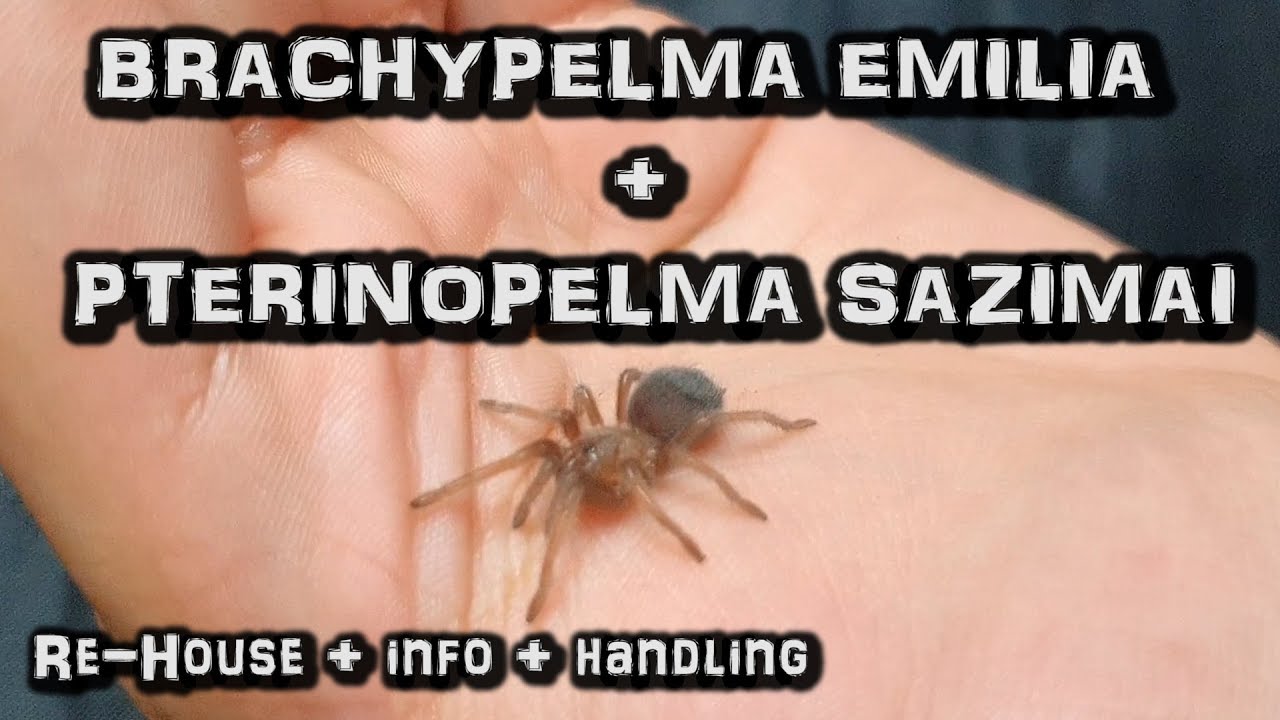 Brachypelma Emilia + Pterinopelma Sazimai Przeprowadzka oraz Info Gatunkowe