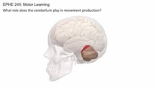 The Cerebellum The Cerebellum