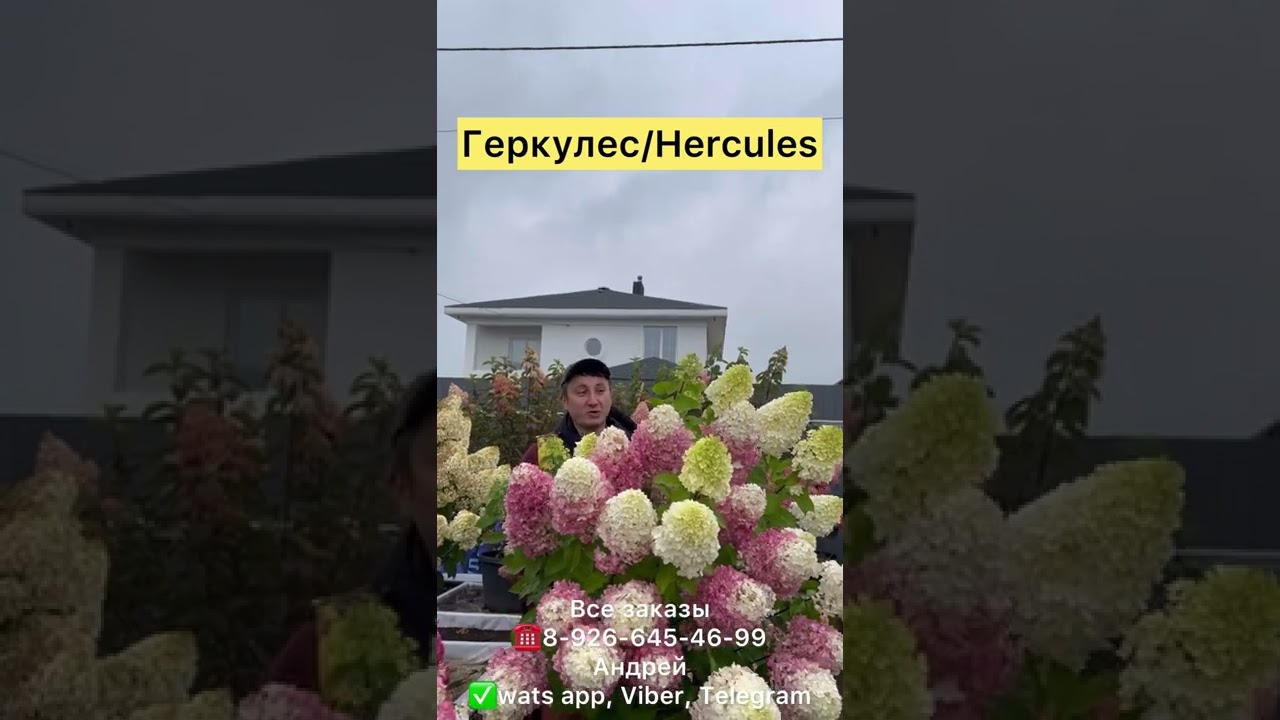 Hydrangea paniculata `Hercules`- гортензия метельчатая Геркулес ☎️8-926-645-46-99