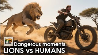Moments When Lions Lose Control Around Humans  Seriously Scary