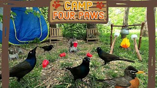 Cat Tv Dog Tv No Ad Breaks Birds & Squirrels Visit Camp Four Paws Tv For Pets