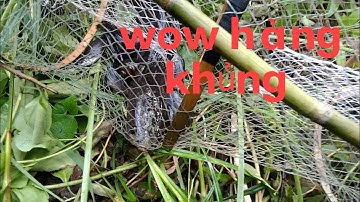 nghề đặc lờ cá mùa nước lũ ở miền tây . dính toàn cá lóc khủng.@......